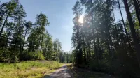 Kilka ważnych rad, kiedy zgubisz się w lesie! 