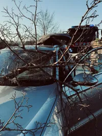 Łebieńska Huta. Konar spadł na jadący samochód.