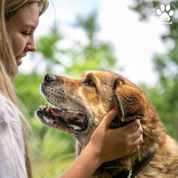 OTOZ Animals Bojano potrzebuje Waszej pomocy!