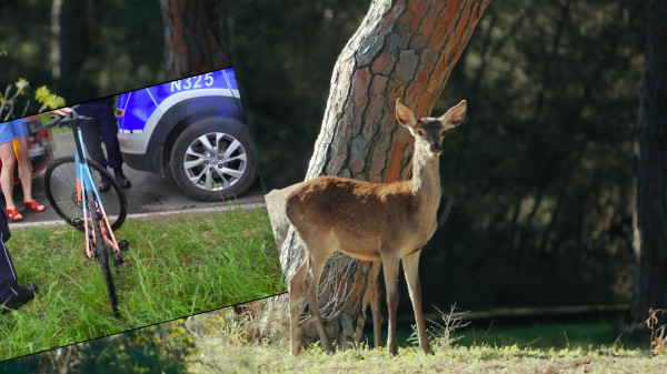 Jeleńska Huta. Cyklista zderzył się z sarną!